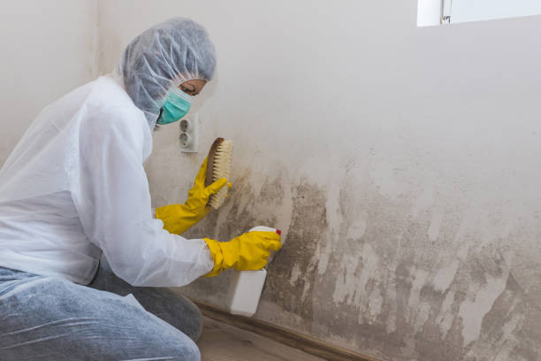 Best Basement Mold Removal  in Wtmore Village, HI